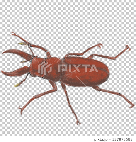 クワガタムシ 137975595