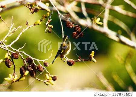 早春の木の実を食べるカワラヒワ 137975603