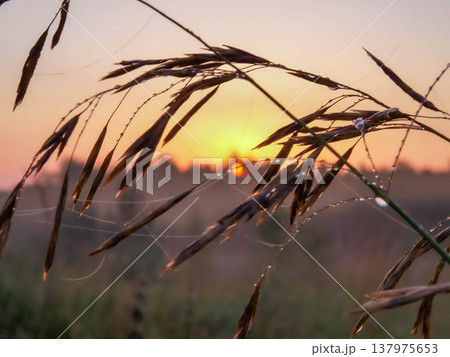Sunrise. Ears of grass with dew. The sun. Zen Contemplation Sunrise. Ears of grass with dew. The sun. Zen Contemplation 137975653