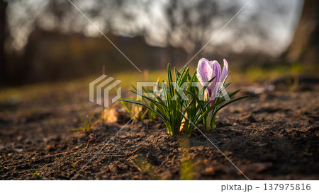 Purple Crocus Growing in Sunlit Soil at Golden Hour Purple Crocus Growing in Sunlit Soil at Golden Hour 137975816
