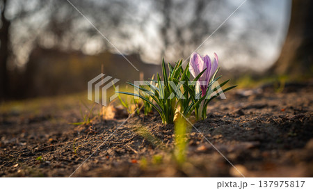 Purple Crocus Blooming in Soft Golden Spring Light 137975817