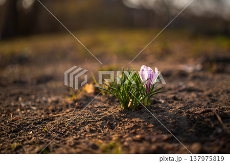 Single Purple Crocus in Warm Spring Evening Light 137975819