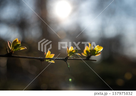 Backlit Spring Leaves on a Thorny Branch Backlit Spring Leaves on a Thorny Branch 137975832