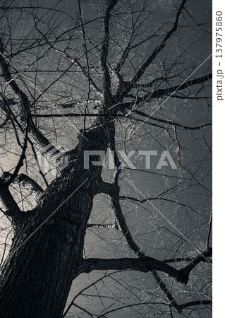 Dramatic Bare Tree in Black and White Dramatic Bare Tree in Black and White 137975860