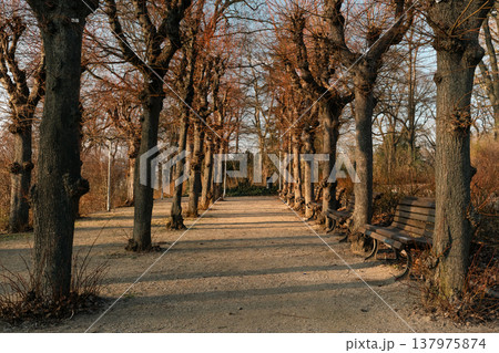 Tree-Lined Park Walkway with Benches in Warm Evening Light Tree-Lined Park Walkway with Benches in Warm Evening Light 137975874