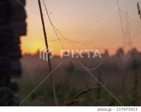 Cobwebs and dew in the morning. Zen contemplation. Cobwebs and dew in the morning. Zen contemplation. 137975913