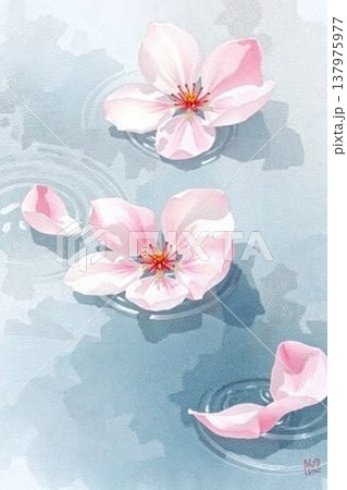 水面に浮かぶ桜の花 水面に浮かぶ桜の花 137975977
