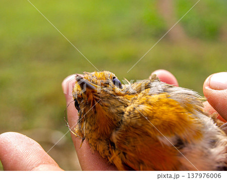 The bird is in my hands. The bird is in my hands. 137976006