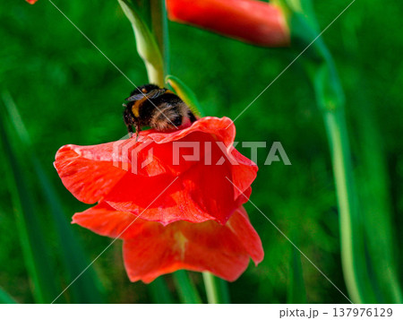 Bumblebee on a red gladiolus. Close-up Bumblebee on a red gladiolus. Close-up 137976129