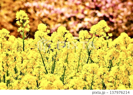 満開の菜の花畑と咲き始めた河津桜 満開の菜の花畑と咲き始めた河津桜 137976214