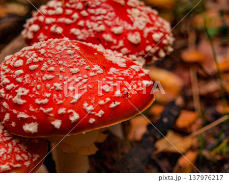 Amanita muscaria. Fly agaric mushrooms. 137976217