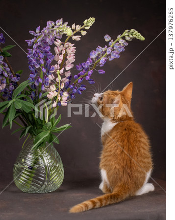 A ginger kitten looks at flowers and plays with them. Studio shooting on a brown background A ginger kitten looks at flowers and plays with them. Studio shooting on a brown background 137976285