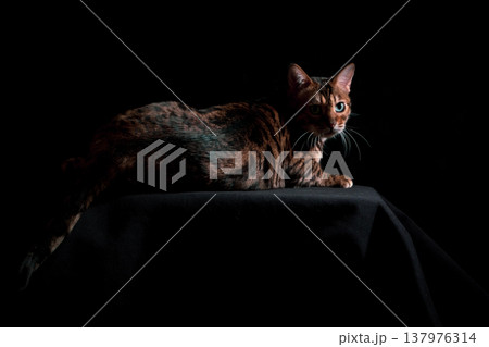 Bengal cat on a black background. A low key, the outline of an animal. 137976314