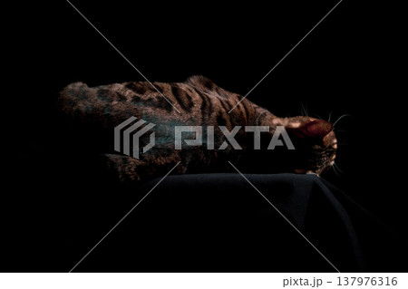 Bengal cat on a black background. A low key, the outline of an animal. Bengal cat on a black background. A low key, the outline of an animal. 137976316