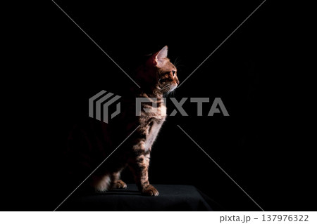 Bengal cat on a black background. A low key, the outline of an animal. Bengal cat on a black background. A low key, the outline of an animal. 137976322