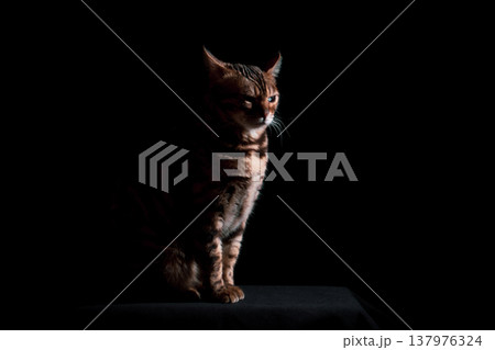 Bengal cat on a black background. A low key, the outline of an animal. 137976324