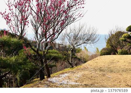 海が見える薄ら雪が積もった山に咲いた紅梅 海が見える薄ら雪が積もった山に咲いた紅梅 137976589