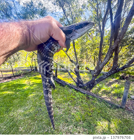 Photograph of an Australian Blue Tongue lizard Photograph of an Australian Blue Tongue lizard 137976708