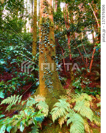 Green moss covers a large tree trunk, with ivy vines climbing its surface in a dense woodland. Ferns and other lush plants fill the forest floor bathed in natural light. Green moss covers a large tree trunk, with ivy vines climbing its surface in a dense woodland. Ferns and other lush plants fill the forest floor bathed in natural light. 137976906