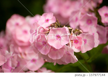 Soft pastel pink phlox flowers with delicate petals and gentle tones, blooming in garden with smooth background, natural light and shallow depth of field, floral botanical texture Soft pastel pink phlox flowers with delicate petals and gentle tones, blooming in garden with smooth background, natural light and shallow depth of field, floral botanical texture 137977144
