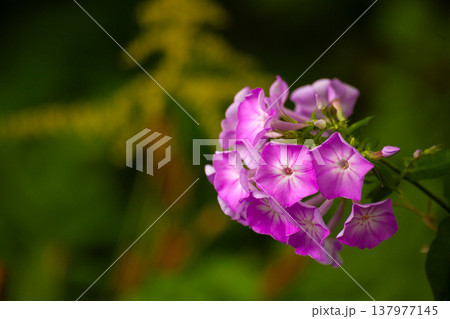 Bright magenta phlox flowers in bloom with rich saturated color and soft light, growing in garden with green blurred background, ornamental flowering plant, summer floral texture, botanical scene Bright magenta phlox flowers in bloom with rich saturated color and soft light, growing in garden with green blurred background, ornamental flowering plant, summer floral texture, botanical scene 137977145