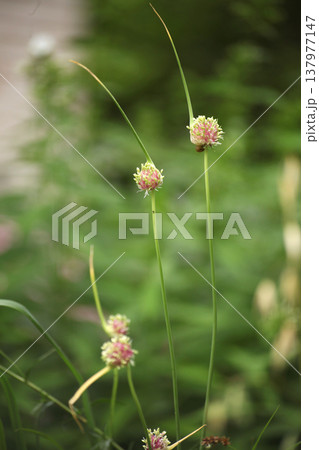 Flowering chive buds on long green stems in garden with soft blurred background. Close view of allium plant. Concept of herb growth, natural minimal composition and botanical structure. Flowering chive buds on long green stems in garden with soft blurred background. Close view of allium plant. Concept of herb growth, natural minimal composition and botanical structure. 137977147