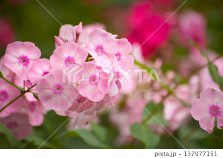 Light pink phlox flowers blooming in garden with soft blurred background. Close view of delicate petals and floral cluster. Natural summer scene with ornamental flowering plant and pastel tones. 137977151