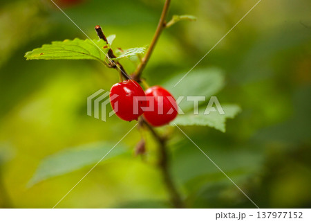 Close macro view of Nanking cherry fruits on thin branch with green leaves. Prunus tomentosa, also called downy cherry, Manchu cherry, Chinese bush cherry and Korean cherry, growing in garden. Close macro view of Nanking cherry fruits on thin branch with green leaves. Prunus tomentosa, also called downy cherry, Manchu cherry, Chinese bush cherry and Korean cherry, growing in garden. 137977152