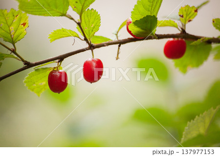 Ripe red Nanking cherry fruits growing on branch with green leaves. Prunus tomentosa, also known as downy cherry, Manchu cherry, Chinese bush cherry and Korean cherry, in garden setting. 137977153