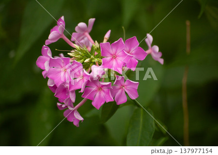 Light pink phlox flowers with soft petals blooming in garden. Close view of delicate floral cluster with green leaves. Natural summer scene with ornamental flowering plant and gentle color palette. Light pink phlox flowers with soft petals blooming in garden. Close view of delicate floral cluster with green leaves. Natural summer scene with ornamental flowering plant and gentle color palette. 137977154