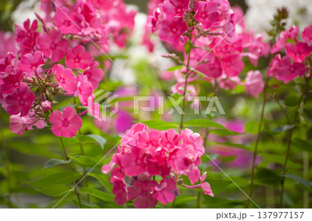Bright pink phlox flowers blooming in garden with soft green background. Close view of summer flowering plant with multiple blossoms. Natural garden scene with seasonal flowers and floral landscape. 137977157