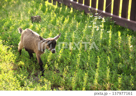 Young domestic goat grazing in a green meadow near a wooden fence. Small farm animal walking through fresh grass and wildflowers in warm sunlight. Rural livestock scene in countryside agriculture. 137977161