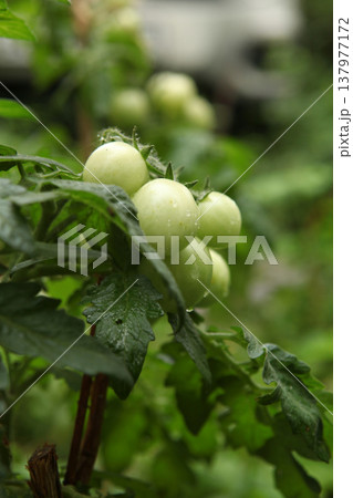 Clusters of unripe green tomatoes growing on a garden plant tied to a wooden stake. Fresh fruits with water drops on the skin among dense foliage. Cultivation of tomato plants in a vegetable garden. Clusters of unripe green tomatoes growing on a garden plant tied to a wooden stake. Fresh fruits with water drops on the skin among dense foliage. Cultivation of tomato plants in a vegetable garden. 137977172