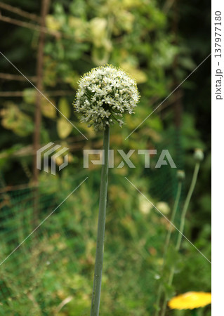Blooming onion plant with spherical white inflorescence in vegetable garden. Allium flower head on tall stem forming decorative globe of small blossoms during summer flowering stage. Blooming onion plant with spherical white inflorescence in vegetable garden. Allium flower head on tall stem forming decorative globe of small blossoms during summer flowering stage. 137977180