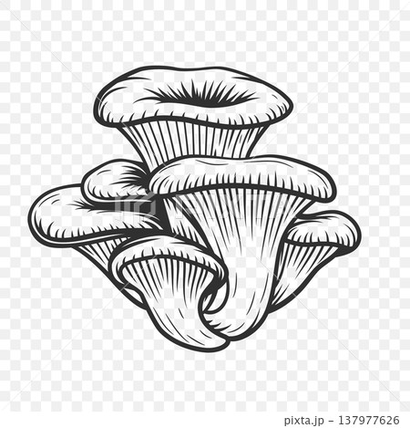 Oyster Mushroom Sketch Vector Illustration. Hand Drawn Pleurotus Mushroom Cluster in Engraving Style. Black and White Vintage Line Art for Botanical Design, Food Packaging, Menu and Logo 137977626