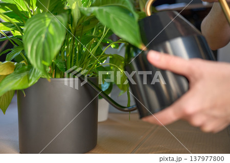 Hands holding watering can near potted houseplant on table indoors Hands holding watering can near potted houseplant on table indoors 137977800