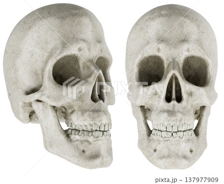 Human skull front and side view. 3D rendering Human skull front and side view. 3D rendering 137977909