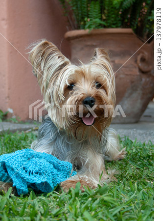 Cute pet Yorky , looking at the camera, smiling and playing with his blanket. 137978119