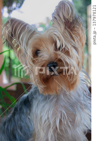 Golden and grey Yorkie, sitting and looking at the horizon on a spring day Golden and grey Yorkie, sitting and looking at the horizon on a spring day 137978121