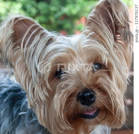 Closeup of pet Yorkshire terrier , looking at camera and smiling on natural background. 137978137