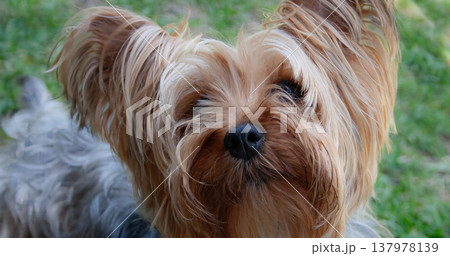 Beautiful golden grey Yorkshire terrier dog, lying in the park looking straight ahead facing the camera Beautiful golden grey Yorkshire terrier dog, lying in the park looking straight ahead facing the camera 137978139