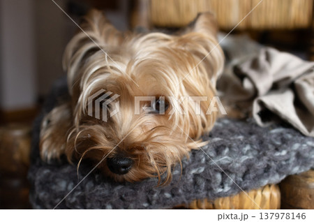 Golden and grey yorkshire dog with a bored expression on his face Golden and grey yorkshire dog with a bored expression on his face 137978146