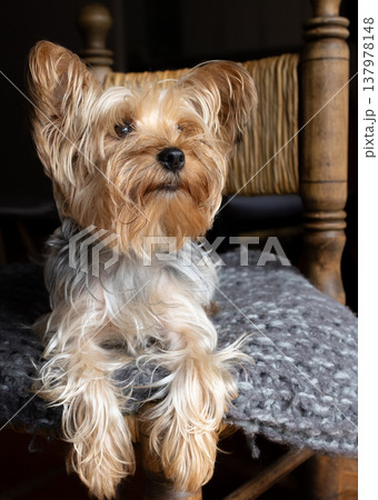 Close-up of a beautiful gray and gold yorkie puppy looking through the window. Close-up of a beautiful gray and gold yorkie puppy looking through the window. 137978148