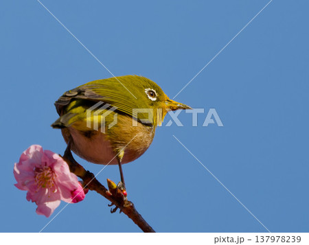 桜とメジロ Japanese white-eye on cherry blossoms in spr 桜とメジロ Japanese white-eye on cherry blossoms in spr 137978239