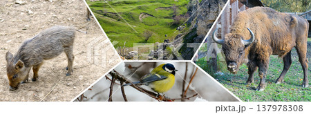 Panoramic mosaic of Moldovan nature and wildlife including local animals like boars and bison alongside scenic rural hills and native birds in a multi-frame artistic composition. Panoramic mosaic of Moldovan nature and wildlife including local animals like boars and bison alongside scenic rural hills and native birds in a multi-frame artistic composition. 137978308