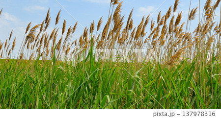 Tall green common reed phragmites australis growing in a dense thicket under a clear blue sky in a horizontal summer landscape, natural aquatic plants in a wetland environment with copy space. 137978316