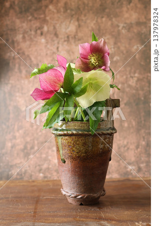 花瓶に活けたクリスマスローズ 137978324