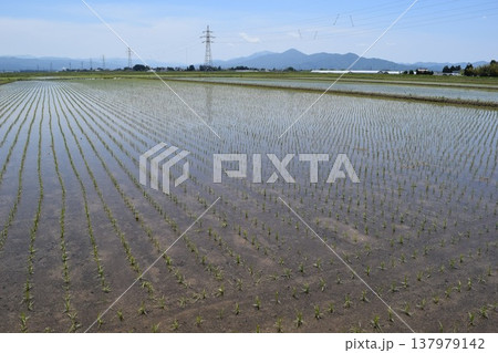 田植え直後の水田風景 137979142