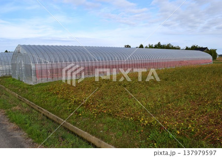農業用ビニールハウス 農業用ビニールハウス 137979597
