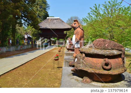 快晴の茂林寺 群馬 快晴の茂林寺 群馬 137979614